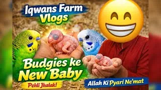 Thumbnail: Iqwans Farm Vlogs Mein Budgies Ke Naye Baby 🐣 | Pehli Jhalak |Allah Ki Pyari Ne’mat@moosaibrahim3000