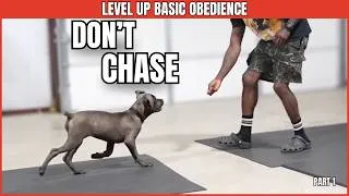 Thumbnail: Level Up Basic Obedience: How to Teach the Recall Command (Step-by-Step for Beginners) | Part 1