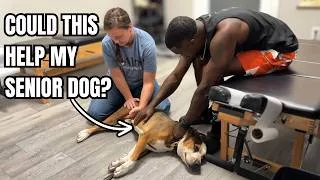 Thumbnail: I Took My 12-Year-Old Dog to the Chiropractor... Here's What Happened