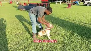 Thumbnail: 3 Easy Steps to Get Your Dog to Wall Climb