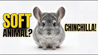 Thumbnail: Amazing Chinchilla Facts 🐭 | Softest Animal Ever? 1 Minutes