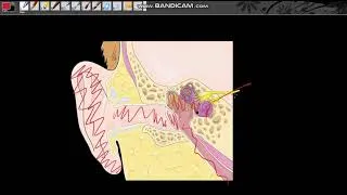 Thumbnail: HUMAN EAR GRADE 12 PART 1 [ HEARING ] | ISIZULU