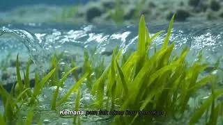 Thumbnail: Healing River Sounds | Find Inner Peace with Nature
