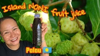 Thumbnail: COME WITH ME MAKING NONI NUTRITIONAL FRUIT DRINK IN ISLAND OF PALAU 🇵🇼