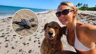 Thumbnail: Surprise Sea Turtle Hatchlings! Day in the Life with Finley + Fresh Ceviche
