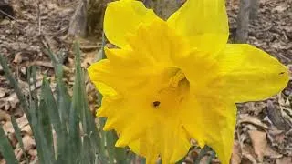 Thumbnail: Grandpa Tom’s Flowers (Happy Spring)