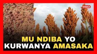 Thumbnail: Imaramatsiko: Byagenze Bite ngo Amasaka abe Ikibazo mu Rwanda?