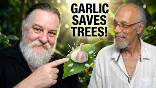 Thumbnail: Mealybugs: are you fighting the wrong battle?