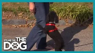 Thumbnail: Toy Poodle  Clings To Mom Like A Toddler | It's Me Or The Dog