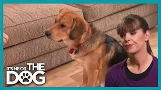 Thumbnail: Left Alone for 11 Hours, This Puppy Turned the House Into Total Chaos | It's Me Or The Dog