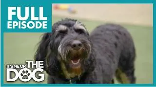 Thumbnail: Out of Control Cockapoo Leaves Owners Desperate S2 E18 | It's Me or the Dog UK (2021)