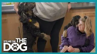 Thumbnail: Cockapoo Embarrasses Owner With Constant Humping | It’s Me or The Dog