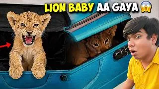Thumbnail: 🦁 Finally Baby Lion Ko Ghar Le Aaya 😱 | Pehli Baar Khana Khilaya ❤️ | Day 2