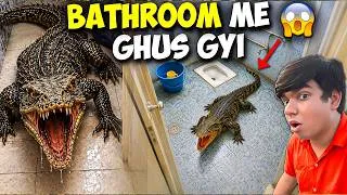 Thumbnail: Khatarnaak Chipkali Bathroom Me Ghus Gayi 😱  बाथरूम में खतरनाक छिपकली घुस गई 🚨 Please Help 🙏