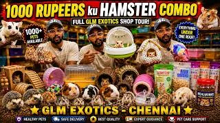 Thumbnail: ₹1000 Hamster Combo 😱 ₹350 Fancy Mice 😍 Guinea Pigs, Hedgehogs & Gliders | GLM Exotic Pets 🔥 #pets 