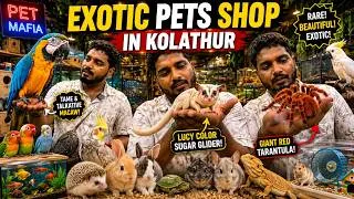 Thumbnail: 🦜 Chennai-ல Biggest Exotic Pets Collection 😱 Tarantulas, Sugar Gliders & Birds | Pet Mafia #pets