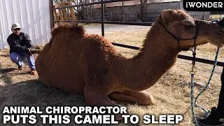 Thumbnail: Animal Chiropractor Puts This Camel To Sleep After His Adjustment