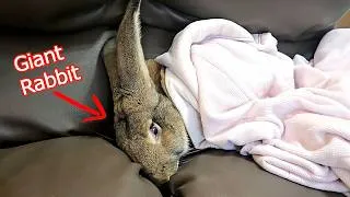 Thumbnail: I Put a Blanket on My Giant Bunny... Here's What Happened! 🐰💗