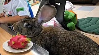 Thumbnail: Giant Rabbit Tried Dragon Fruit for the First Time! 🐰💗