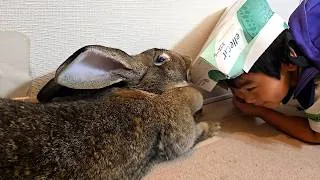 Thumbnail: Giant Bunny Found a New Toy?