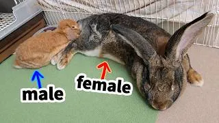 Thumbnail: Giant Rabbit Always Sticks to Tiny Lop (Bunny Love)