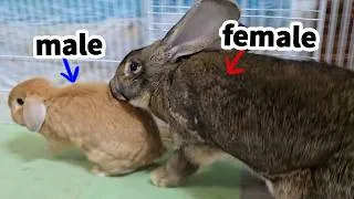 Thumbnail: Giant Rabbit Reunites With Tiny Boyfriend — Crazy Reaction!