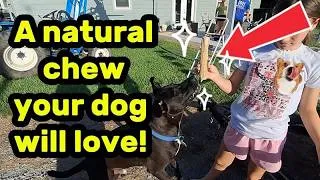 Thumbnail: 2-Pack Natural Coffee Wood Dog Chew Sticks Review! 🪵 Long-Lasting Dental Chew for Large Dogs