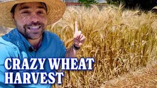 Thumbnail: Harvesting Wheat And Hundreds Of Garlic From My Garden!