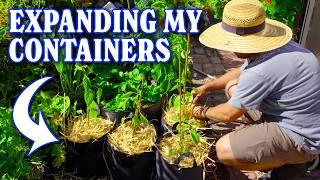 Thumbnail: Expanding My Container Garden With Veggies, Flowers, and Trees!
