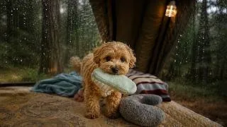 Thumbnail: 🌧️ 기다리던 비가 찾아온 숲속, 강아지와 힐링 캠핑 | Rain Camping ASMR 🐶⛺