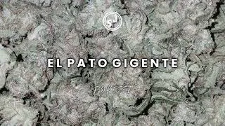 Thumbnail: EL PATO GIGENTE - POKESSI [4 POE TAI]
