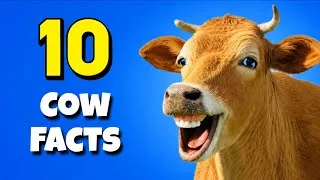 Thumbnail: You won't belive these Crazy Cow facts 😲 | Cow facts in hindi | Cow Videos | Cow | Moo