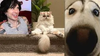 Thumbnail: reacting to my fans pets! (Full Stream)