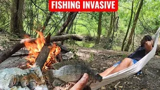 Thumbnail: Bush FISHING Catching INVASIVE JAGUAR cichlids 