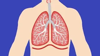 Thumbnail: RESPIRATORY SYSTEM SONG | Science Music Video