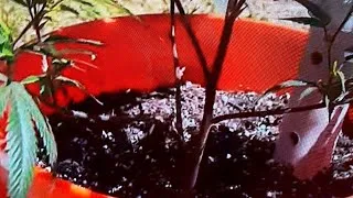 Thumbnail: Episode 16 we ran into a orchard of 5 gallon buckets on our Bigfoot adventure 