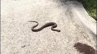Thumbnail: Northern Water Snake — Looks a Lot Like a Copperhead 