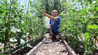 Thumbnail: 7 CRITICAL Summer Garden Actions You Need to Take Today