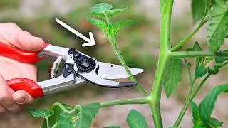 Thumbnail: How to Prune Tomato Plants the BEST WAY
