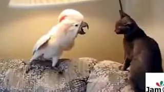Thumbnail: Cats life