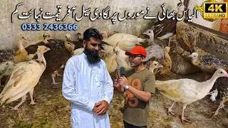 Thumbnail: Alyas ​​Bhai's peacock setup and Alyas ​​Bhai made a discount offer on the price of peacocks