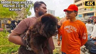 Thumbnail: Dogs and Cats Market Saddar Karachi 23-8-26 | German Shepherd, Husky. American Pit Bull Terrier