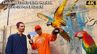 Thumbnail: Lalukhet Exotic Birds Market 23-8-26 Karachi | Hen and Rooster Unique and Rare Parrots
