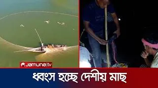 Thumbnail: বৈদ্যুতিক শকে মাছ নিধন! বিপর্যয়ের মুখে কুড়িগ্রামের জলজ জীববৈচিত্র্য | Kurigram | Fishing | Jamuna TV