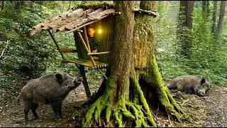 Thumbnail: Building a Cozy Terrace at a Secret Treehouse | Surviving in a Wild Boar Den | Bushcraft