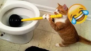 Thumbnail: The Funniest Cats You'll Watch Today 😅 | Cat Compilation