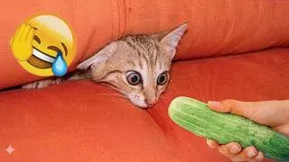 Thumbnail: Funny Cats 2026 | The Most Viral Cat Fails and Hilarious Moments That Will Make You Laugh Nonstop