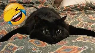 Thumbnail: Funniest Pet Videos 2026 😄 Cat Floats in a Pool | Hilarious Adventure