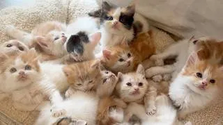 Thumbnail: Cute Kittens Everywhere! Visiting a 100-Munchkin Cat Cafe in Japan!🐈