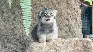 Thumbnail: Meet 5 Fluffy Pallas’s Cat Kittens in Japan!🐾